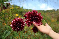 /album/fotogaleria-inicio/guiverny-rojo-5-jpg/